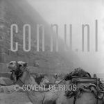 20-04-2007 Egypte Gizeh Pyramide.

[keywords]Black & White Image, Camel, Pyramide[/keywords]